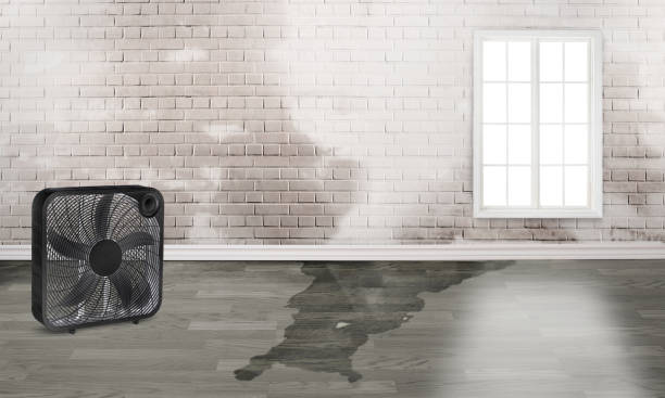 Trusted Guadalupe, CA Water damage restoration Experts